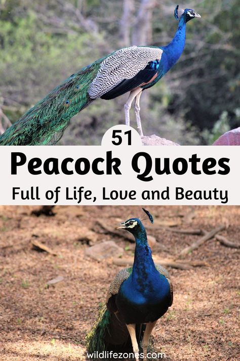 peacock quotes Quotes About Peacocks, Peacock Quotes, Rebirth Quotes, Peacock Nursery, Love Birds Quotes, Feather Quotes, Mr Peacock, Feather Tattoo Meaning, Feather With Birds Tattoo