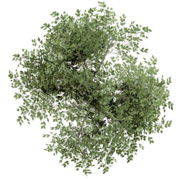 Tree Top View Png Photoshop, Trees Plan View, Tree Top View Architecture, Plant Top View Png, Trees In Plan, Tree Top View Png, Landscape Top View, Cyrtostachys Renda, Tree Plan Photoshop