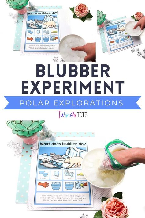 Penguin Blubber Experiment, Arctic Habitat Activities, Polar Bear Blubber Experiment, Arctic Animals Science Experiment, Arctic Ocean Animals, Arctic And Antarctic Activities, Artic Animal Activities For Preschoolers, Blubber Experiment For Kids, Arctic Animal Science