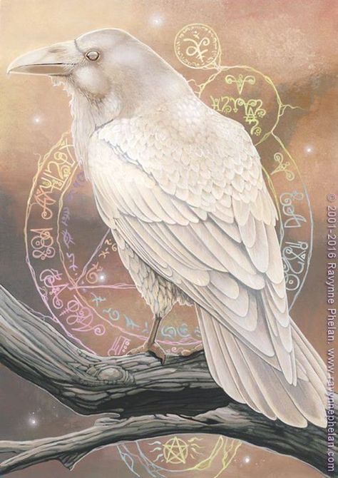 Photo | Raven’s Magic by ravynnephelan on DeviantArt ift.tt/… | Flickr Raven Artwork, Medium Acrylics, Tattoo Bird, White Crow, Raven Bird, Media Branding, Crow Art, Raven Art, Crows Ravens