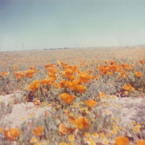 Vintage Photo Prints, 70s Photos, California Poppies, Orange Aesthetic, California Poppy, Spring Aesthetic, Yellow Aesthetic, Aesthetic Colors, Aesthetic Images