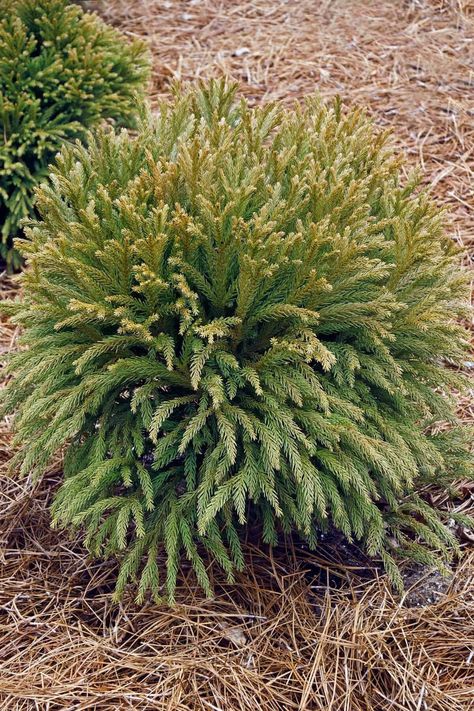 When building a container garden collection - evergreen plants and shrubs are the backbone of a design. Here are the 10 best evergreen plants for pots. Use these container plants to pair with other perennials in pots for an inspiring 4-season arrangement of garden pots and landscape planters. Pictured: A Cryptomeria Globosa Nana (Japanese cedar) with pine straw mulch. Potted Evergreens Front Porches, Evergreen Plants For Pots, Cryptomeria Globosa Nana, Perennials In Pots, Pine Straw Mulch, Globosa Nana, Evergreen Potted Plants, Landscape Planters, Evergreen Planters