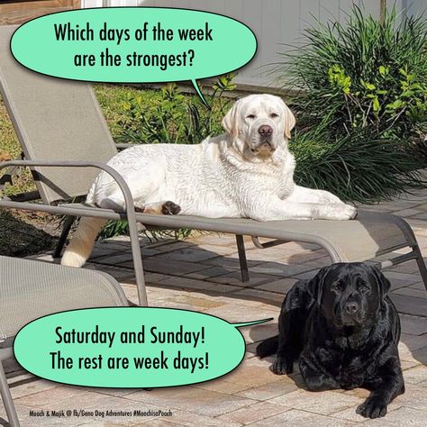 Day week strongest Saturday Sunday joke riddle humor funny meme Sunday Jokes Funny, Sunday Humor Hilarious Mornings, Saturday Funny Humor, Saturday Humor Hilarious, Saturday Memes, Work Funnies, Humour Quotes, Saturday Cartoon, Saturday Humor