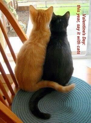 Cats Sitting, Chat Kawaii, Two Cats, Looking Out The Window, Orange Cats, Cute Kittens, Silly Cats, Orange Cat, Cats Meow