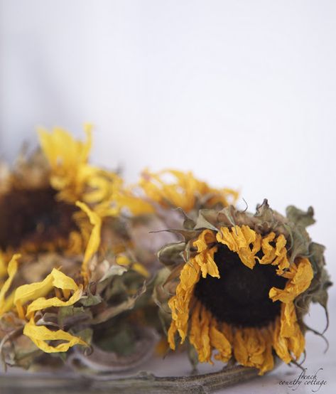 Drying Sunflowers, Dry Sunflowers, Dried Sunflowers, Sunflower Head, Flower Sunflower, Sunflower Pictures, Sunflower Garden, Flowers Arrangements, Peonies Garden