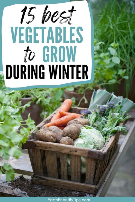 Picture of crate of garden vegetables with text overlay 15 Best Vegetables to Grow During Winter Fall Winter Vegetable Garden, Fall And Winter Vegetable Garden, Planting Winter Vegetables, Winter Sowing Vegetables Zone 6, Plants To Grow In Winter, Winter Veggie Garden, Winter Veggies To Grow, Cool Weather Vegetable Garden, Winter Greenhouse Vegetables