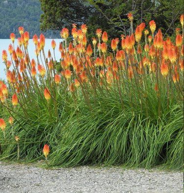 Red Hot Poker Flower Kniphofia Uvaria - 30 Seeds Kniphofia Uvaria, Red Hot Poker Plant, Red Hot Poker, Portulaca Oleracea, Prickly Pear Cactus, Starter Plants, How To Attract Hummingbirds, Organic Herbs, Prickly Pear