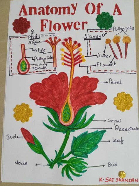 Anatomy Of A Flower, Hibiscus Flower, Hibiscus Flowers, A Flower, Hibiscus, Anatomy, Flowers