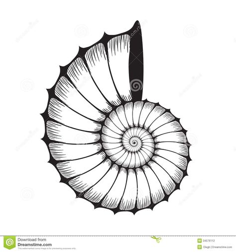 Shell Stock Illustrations, Vectors, & Clipart – (20,284 Stock ... Swirl Symbol, Nautilus Tattoo, Organic Objects, Shell Tattoo, Shell Drawing, Seashell Tattoos, Shell Tattoos, Golden Spiral, Nature Ocean