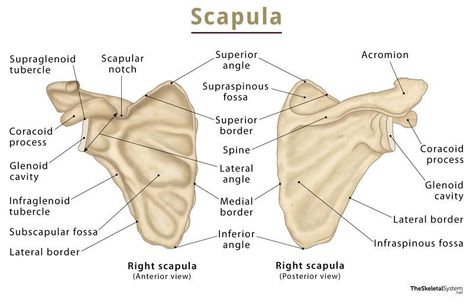 Bio Diagrams, Triceps Brachii Muscle, Biceps Brachii Muscle, Scapula Bone, Supraspinatus Muscle, Subscapularis Muscle, Infraspinatus Muscle, Thoracic Cage, Back Anatomy