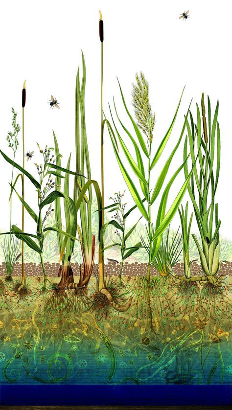 What are constructed wetlands? — Água Carioca Wetland Landscape Architecture, Constructed Wetland Design, Wetland Illustration, Constructed Wetland, Wetland Plants, Pencil Shading Techniques, Green Infrastructure, Scientific Drawing, Water Purification System