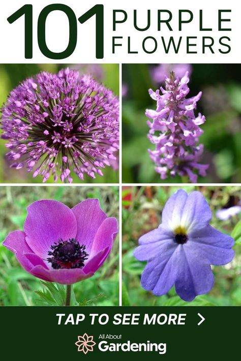 Thinking of adding some purple flowers to your garden, but aren't sure which ones to add? In this guide, we look at our favorite purple flowers you can plant this season, with names and pictures of each! Come take a look! Purple Flowers Name, Purple Flower Types, Tiny Purple Flowers, Tall Purple Flowers Perennials, Purple Perennial Flowers, Poppy Flower Meaning, Chakra Garden, Acer Garden, Tall Purple Flowers