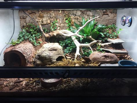 Pasta, my African fat tailed gecko, lives in a 24 x 12 x 18 Exo Terra terrarium modeled after a subtropical scrubland, and it's gotta be my favorite thing I've ever built, EVER! Even more than my planted tanks... which I'm always rescaping and rearranging  But mostly because it's so low maintenance. The plants are doing great, the clean up crew colonies are finally taking off after like two months, and you can even see Ficus pumila vines starting to climb up the back wall! So happy with... African Fat Tailed Gecko, Leopard Gecko Cage, Gecko Cage, Gecko Vivarium, Leopard Gecko Tank, Lizard Habitat, Gecko Habitat, Snake Terrarium, Gargoyle Gecko