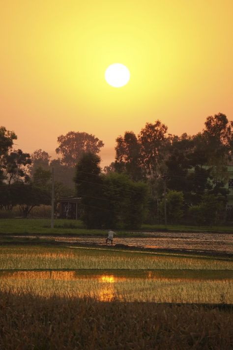 Rice fields in India Indian Fields, Green Village, Indian Rice, India Trip, Rice Field, Rice Fields, Indian Fabric, South East Asia, Fabric Making