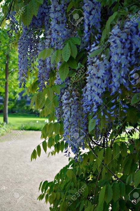 Chinese Wisteria, Wisteria Sinensis, Wisteria Plant, Wisteria Vine, Perennial Shrubs, Climbing Vines, Fragrant Flowers, New Caledonia, Whole Foods