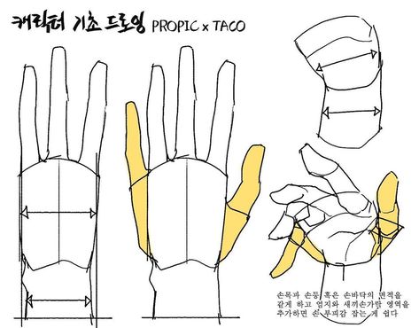 Hand Anatomy, Anatomy Tutorial, Hand Drawing Reference, Anatomy Sketches, Body Reference Drawing, Hand Reference, 캐릭터 드로잉, Anatomy Drawing, Figure Drawing Reference