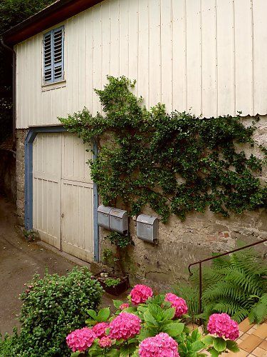 Euonymus as a climbing plant on a facade Euonymus Fortunei, Dark Leaves, English Ivy, Green City, Climbing Plants, Garden Inspiration, Climbing, Fence, Plants