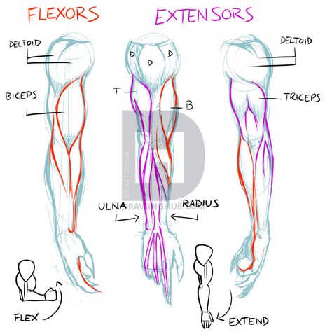 How To Draw Lean Muscles, Forearm Anatomy Reference, Forearm Anatomy Drawing, Forearms Drawing, Drawing Muscles, How To Draw Muscles, Arm Anatomy, Drawing Arms, Arm Drawing