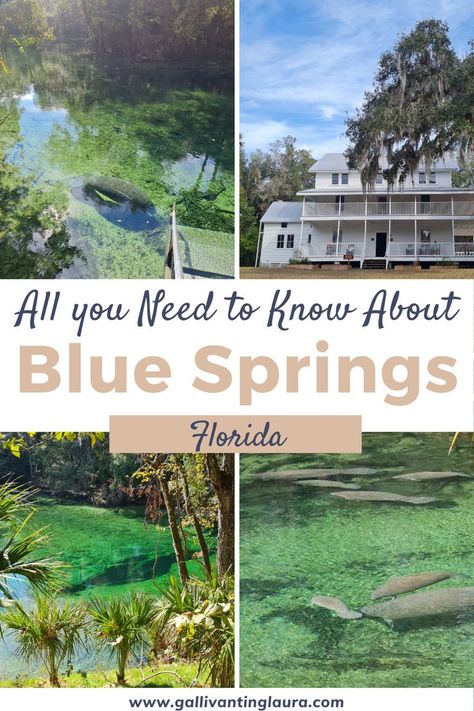 four images, top left to right: lone manatee swimming in clear green water with a set of steps at the side. White historical home with sweeping tree. bottom left to right: spring hole vent can be seen in the clear green spring waters. group of manatees swimming in the spring waters. Blue Spring State Park Florida, Blue Springs State Park Florida, Usa Vacations, Florida Winter, Blue Springs State Park, Manatee Florida, Florida Camping, Spring Camping, Florida Adventures