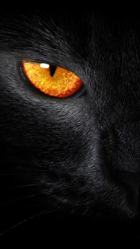 Regard Animal, Orange Eyes, Söt Katt, Black Cat Eyes, Amazing Animals, Cat Wallpaper, Animal Wallpaper, Beautiful Cats, Black Panther