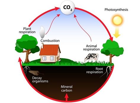 Energy Flow in Ecosystem - Tutorialspoint Carbon Cycle Diagram, The Carbon Cycle, Cycle Drawing, Photosynthesis And Cellular Respiration, Trophic Level, Nitrogen Cycle, Carbon Cycle, Ap Chemistry, Cellular Respiration