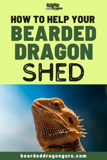 Bearded Dragon Substrate, Bearded Dragon Leash, Bearded Dragon Care Sheet, Dragon Mouth, Bearded Dragon Hammock, Shedding Skin, Bearded Dragon Terrarium Ideas, Terrarium Care, Cute Bearded Dragon