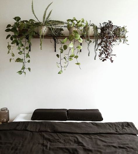 Bedroom Ideas For Men Plants, Plant Shelf Above Tv, Plant Shelf Above Bed, Plants Above Bed, Shelf Above Sofa, Greenery Office, Plants On Shelves, Shelf Over Bed, Styling Plants