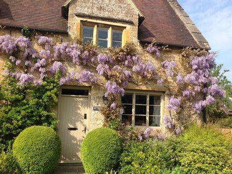 Bretforton's Wisteria Cottage | Bretforton's Wisteria Cottage in Evesham (3mls E) Wisteria Cottage, Bourton On The Water, Cotswold Villages, Wisteria Tree, Fairytale House, Purple Wisteria, English Cottage Garden, Stone Cottage, The Cotswolds