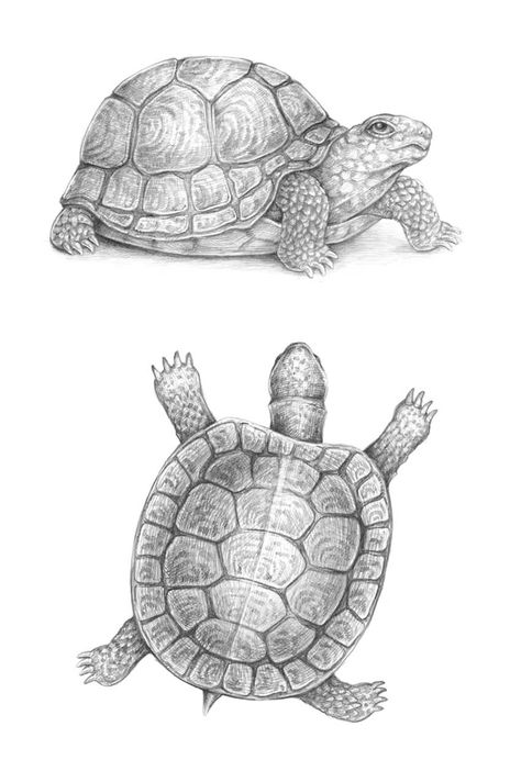 How to Draw a Turtle Box Turtle Drawing, Tortoise Sketch, See Turtle Drawing, Turtle Anatomy Drawing, Turtle Standing Up Drawing, Turtle Drawing Realistic, Mola Tattoo, Draw A Turtle, Turtle Project