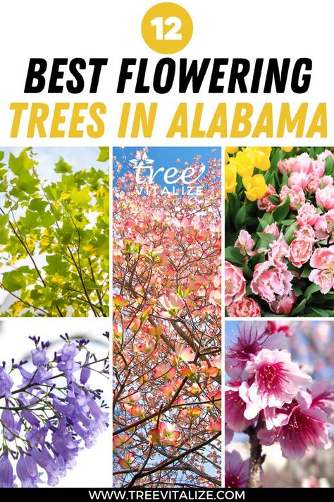 12 Best Flowering Trees In Alabama Alabama Landscaping Ideas, Alabama Landscape, Alabama Gardening, Alabama Garden, Professor Sprout, White Flowering Trees, Trees For Front Yard, North Alabama, Southern Garden