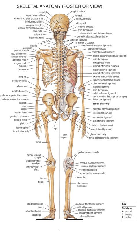 School Sheets, Medical Terminology Study, Human Skeleton Anatomy, Anatomy Bones, Skeleton Anatomy, Basic Anatomy And Physiology, Human Body Anatomy, Muscle Anatomy, Human Skeleton