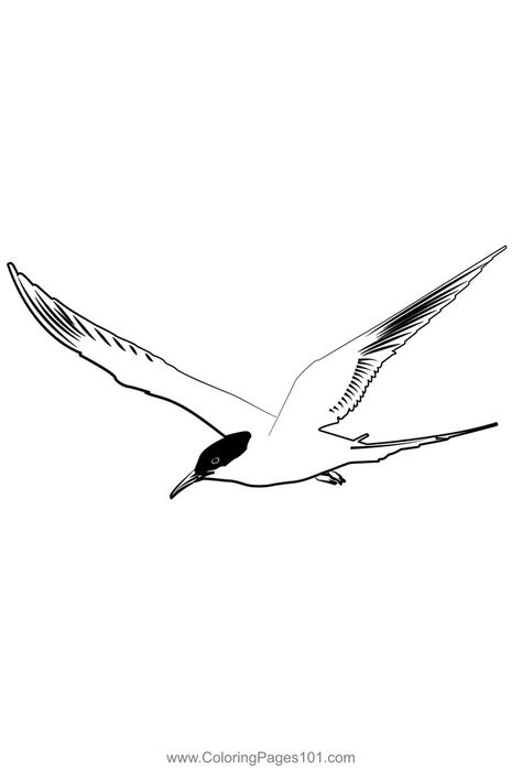 Arctic Tern 1 Coloring Page Arctic Tern Tattoo, Tern Tattoo, Hardcore Tattoos, Arctic Tern, Drawing Easy, Line Tattoos, Tattoo Inspo, Free Kids, Printable Coloring