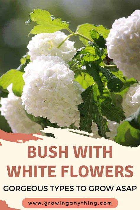 Bush With White Flowers: 26 Gorgeous Types To Grow ASAP 2024 Bush With White Flowers, Magnolia Shrub, Spirea Shrub, White Flowering Shrubs, Types Of White, Hydrangea Shrub, White Azalea, Lilac Bushes, White Hibiscus