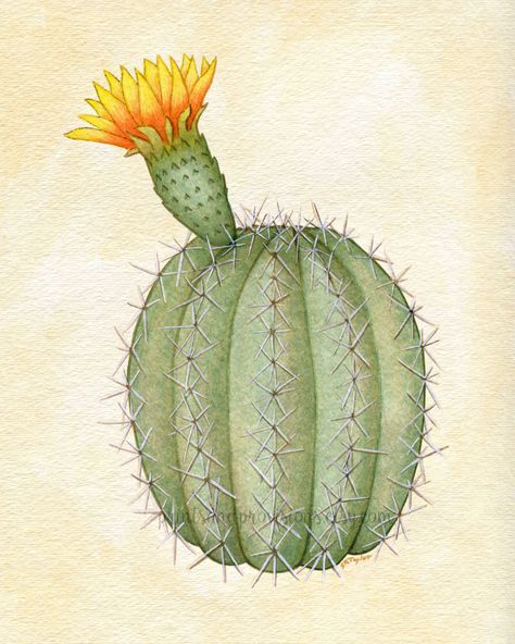 Cute little blooming barrel cactus. One of my newest paintings! Prints coming to my etsy shop soon. -SKTaylor  printsandprovisions.etsy.com Barrel Cactus Painting, Barrel Cactus Tattoo, Barrel Cactus Drawing, Chunky Painting, Africa Drawing, Cacti Art, Cactus In Bloom, Green Moodboard, Round Cactus