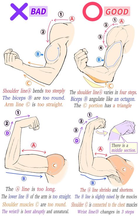 Art Fundamentals, Male References, Anatomy Studies, Art Anatomy, Anatomy Tutorial, Human Anatomy Drawing, Body Drawing Tutorial, Human Anatomy Art, Anatomy For Artists