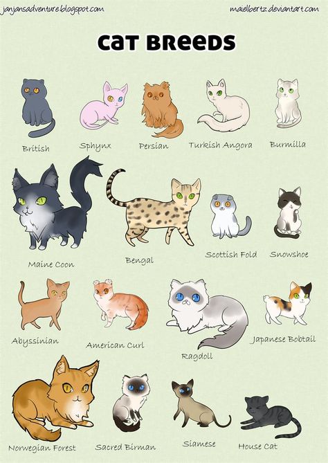 Cat Breeds List, Types Of Cats, Cat Breed, Cat Behavior, Cat Facts, Cats Illustration, Bengal Cat, Warrior Cats, Cat Care