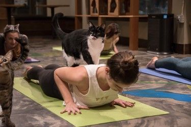 Meowga - Cat Yoga | Seattle Meowtropolitan Creativity Prompts, Cuddly Cats, Cute Kitties, Cat Hotel, Cat Lounge, Yoga Branding, Cat Wedding, Cat Yoga, Ambient Music