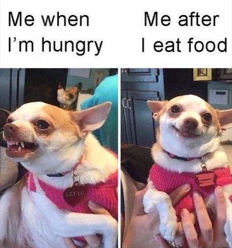 Foodie Humor & Food Memes!!! Foodie Jokes, Funny Memes, Foodie Memes, Hilarious Memes, Hungry Memes, Hangry Memes, Food Jokes, Food Humor, Laugh, Funny, Hilarious, Memes, Memes Daily, Funny Pictures, Funny Food Pictures, Daily Memes, Meme, Funny Food Quotes, Funny Food Sayings #funny #foodie #food #memes #foodiememes #foodmemes #funnymemes #hilariousmemes #laugh #jokes #hilarious #foodiehumor #foodhumor #memesdaily #meme #happy # #garliclovers #garlic Stranger Things Meme, Chihuahua Love, Funny Animal Pictures, Small Dog, Me When, Animal Memes, Funny Cute, Animals And Pets, Funny Dogs