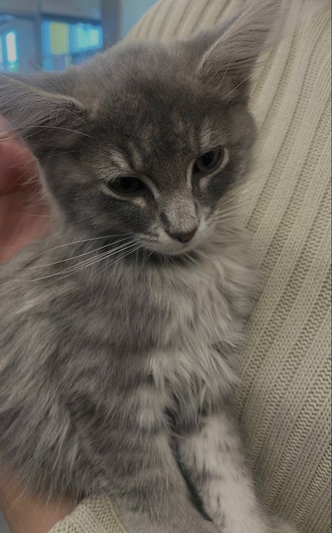 Light Gray Cat, Light Grey Cat, Grey And White Long Haired Cat, Light Grey Tabby Cat, Grey Tabby Cat Aesthetic, Gray Tabby Cat, Grey Tabby, Gray Tabby, Cream Cat