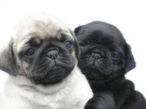 Wallpaper Pug, Baby Pug, Dog Couple, Black Pug Puppies, Dog Pic, Dog Video, Baby Pugs, Dog Baby, Dog Mixes