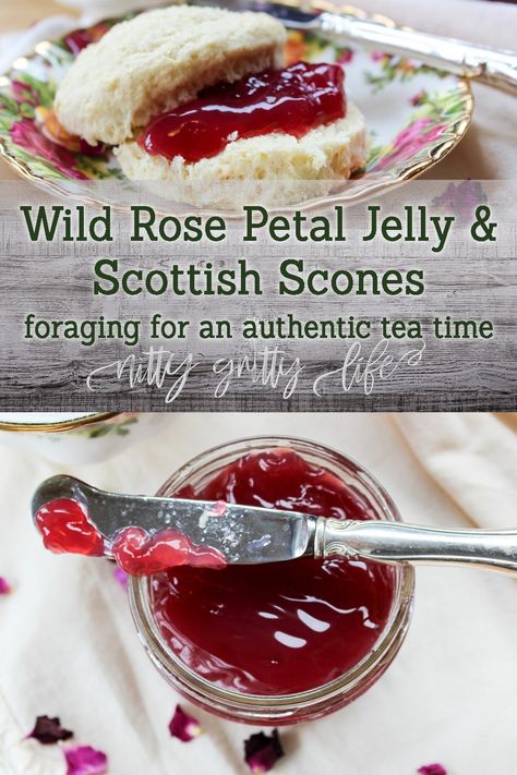 Wild rose petal jelly and authentic Scottish scones befitting of the most elegant "tea time" treat. Elevating foraged fare and biscuits to sublime levels. #foragedfood #wildrose #outlander Scottish Scones, Rose Jelly, Scottish Food, Scottish Recipes, Foraged Food, Jams And Jellies, Wild Edibles, Crumpets, Canning And Preserving