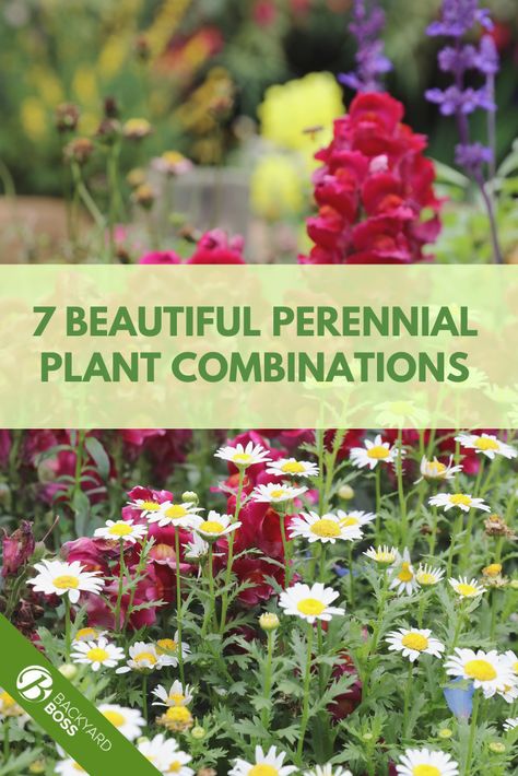 Plant Companions, Companion Planting Chart Flowers, Ranunculus Companion Plants, Liatris Companion Plants, Rose Companion Plants Perennials, Cottage Garden Perennials, Rose Companion Plants, Companion Planting Chart, Perennial Garden Plans