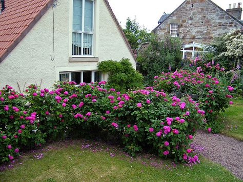 Rose De Rescht - Damask intensely fragrant.    Brought to England from Persia in the early 40's In America marketed as A Damask in England as a Portland.   fushisia-red  photographed by:  #stopwatchgardener #Antique_Rose #Rose_De_Rescht Rugosa Rose Hedge, Red English Rose, Rose Hedge, Queen Elizabeth Rose Bush, Cottage Garden Roses, Queen Of Sweden Rose Gardens, English Rose (windermere), Garden Calendar, Woodland Hills