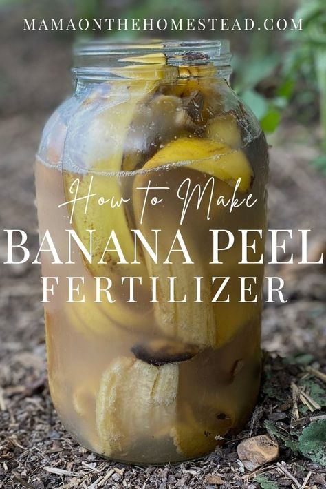 Learn to make a DIY banana peel fertilizer to improve the health of your garden, reduce waste, and make your homestead a bit more sustainable. #homesteading #homesteadgarden #gardenfertilizer #homemadefertilizer #diyfertilizer #bananapeelfertilizer #backyardgarden #gardendiy #homesteadmama #homesteadlife Banana Peals For Plants, Banana Fertilizer How To Make, Banana Peel Water For Plants, Banana Peels For Plants, Banana Water For Plants, Banana Fertilizer, Banana Peel Fertilizer, Home Made Fertilizer, Banana Peel Uses