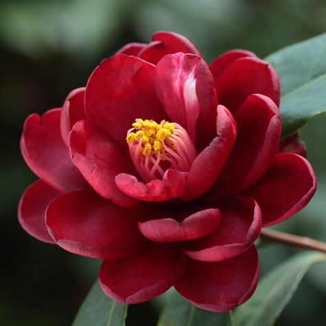 Camellia japonica 'Kuro-tsubaki' (Japan, 1829) Camelia Japonica, Săpunuri Handmade, Camellia Japonica, Blossom Garden, Camellia Flower, Japanese Flowers, Beautiful Flowers Pictures, Red Flower, Flower Images