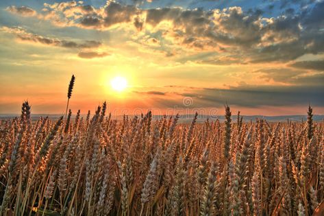 Sunset over wheat field. In summer , #AFF, #wheat, #Sunset, #summer, #field #ad Rock N Roll Aesthetic, Soul Collage, Farm Pictures, Sunset Images, Wheat Field, Wheat Fields, Country Scenes, Landscape Art, Wheat