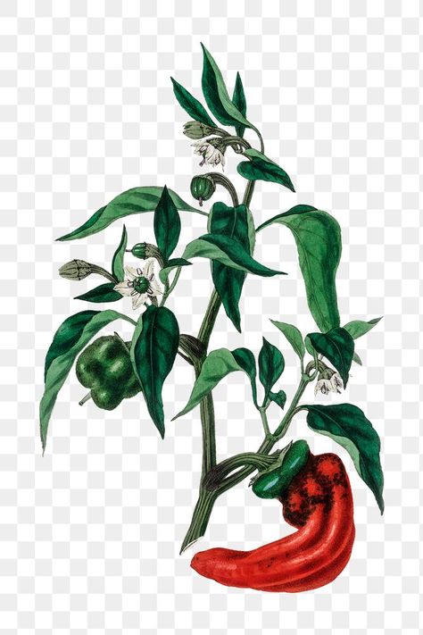 Chili Plant, Plant Sketch, Hatch Green Chili, Fruit Artwork, Pepper Plant, Plant Sketches, Sketch Free, Leaves Vintage, Vegetable Illustration