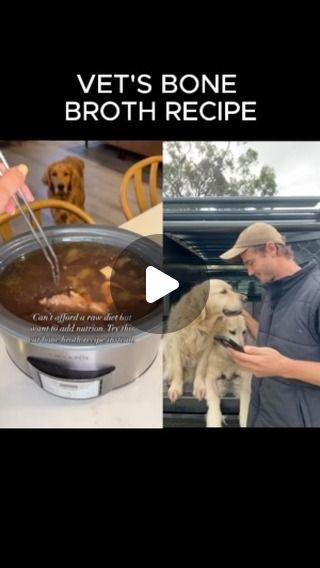 Dr Will Maginness on Instagram: "Dog Safe Bone Broth Recipe Below:

Add to a slow cooker:
- 4 x chopped carrots 
- 4 x chopped celery sticks 
- 1 x large sweet potato 
- 1 x punnet blueberries
- Generous amount of Apple Cider Vinegar (generally 2-3 tablespoons)
- Large Soup Bones (any pasture raised animal that you desire) - try include some joint bones, for extra collagen.

Dr Will’s bonus additions: 
- Parsley, Dandelion, Thyme 
- Turmeric / Ginger Root
- Chaga / Reishi Mushrooms 
I will rotate between these ingredients above from batch to batch. 

Fill slow cooker up with filtered water and cook on low for 24+ hours. 

We freeze majority of this into ice cubes and use as required. 

A big batch will last our 5 dogs approximately 4 weeks. 

We use bone broth LOTS!! 
- To nourish our dogs Ginger Dog, Reishi Mushrooms, Homemade Goods, Celery Sticks, Bone Broth Recipe, Instagram Dog, Beef Bone Broth, Beef Bones, Broth Recipes