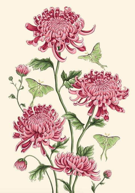 Blooming on your canvas with our stunning chrysanthemum illustration escapade! Where petals meet creativity, and every stroke is a symbolism. Chrysanthemum Illustration, Chrysanthemum Drawing, Chrysanthemum Watercolor, Chrysanthemum Bouquet, November Flower, Luna Moths, Peony Illustration, Moth Illustration, Flower Structure