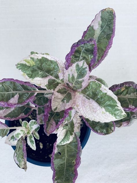 Dream Sunroom, Purple Waffle Plant, Waffle Plant, Wishlist Plants, Green Pro, Plants Care, Plant Wishlist, Plant Care Houseplant, Purple Plants